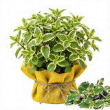 2 Pineapple Fruit Live Plants, Well-Rooted Fruit Plant, 4-5 Inch Tall