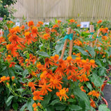 4 Orange Mexican Flame Vine Plants Live, 4-6 Inch Tall