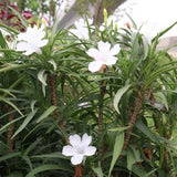 6 Dwarf White Mexican Petunia Live Plants, Live Starter Plant, 4-6 Inch Tall