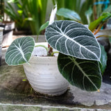 2 Black Alocasia Live Plants, Hardy Garden Plant, 4-6 Inch Tall