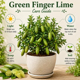 Green Finger Lime Tree, Finger Lime Fruit Tree, 1 Gallon Pot