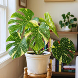 Monstera Live Plant, Outdoor Garden Plant, 5-7 Inch Tall