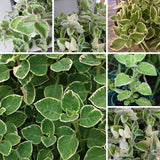 Set 3 Variegated Cuban Oregano Live Plant 4-5 Inch Tall