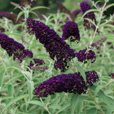 Deep Blue Purple Buddleia Plant Live, Fragrant Butterfly Bush, 5-8" Tall