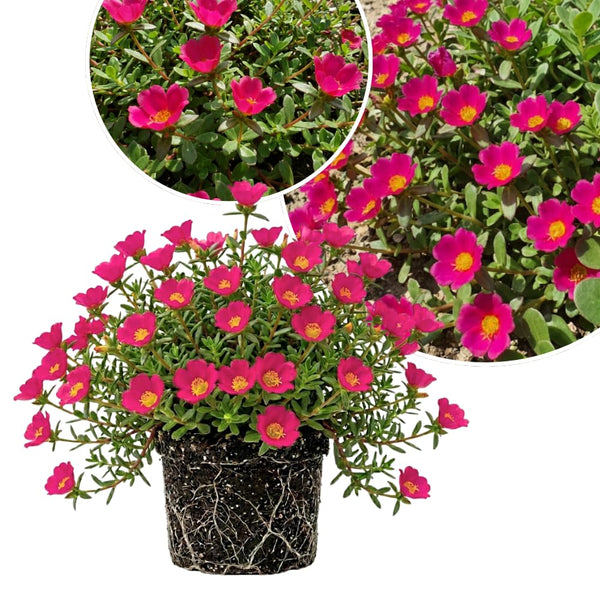 2 Deep Pink Live Portulaca Plants, Patio Container Plant, 4-7 Inch Tall