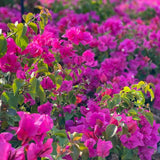 2 Pink Live Bougainvillea Plants, Hardy Garden Plant, 5-7 Inch Tall