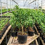 Grafted Tangerine Fruit Tree, Sweet Fruit Tree, 2-3 Ft Tall, 1 Gallon Pot