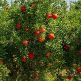 Red Pomegranate Tree Plant Live, Backyard Orchard Tree, 4-6 Inch Tall