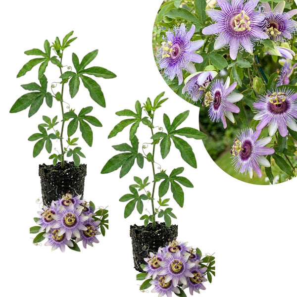 2 Lavender Passion Flower Plants, Passiflora Flower Plant, 4-6 Inch Tall