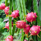 3 Random Dragon Fruit Plants Live, No Pot, 3-6 Inches Tall Tropical Cactus Live Plant, Sweet Edible Fruit for Outdoor Planting, Hardy and Well-Rooted