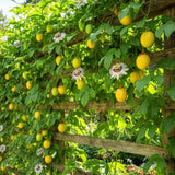 Yellow Live Passion Fruit Plant, Well-Rooted Starter Plant, 4-6 Inch Tall
