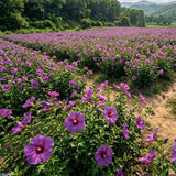 Purple Live Hibiscus Plant, Home Garden Plant, 4-6 Inch Tall