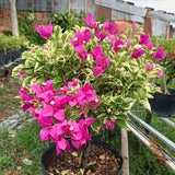 2 Variegated Bougainvillea Live Plants, Flowering Vine, 4-7 Inch Tall