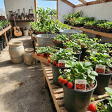 2 Red Strawberry Plants Live, Outdoor Garden Berry Plant, 4-6 Inch Tall