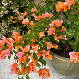 2 Orange Bougainvillea Live Plants, Patio Container Plant, 5-7 Inch Tall