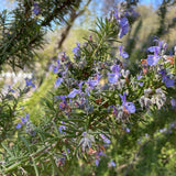 3 Blue Live Rosemary Plants, Starter Plant, 4-6 Inch Tall
