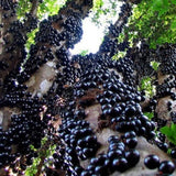 Jaboticaba Tree Live Plant, Outdoor Garden Fruit Tree, 1 Ft Tall