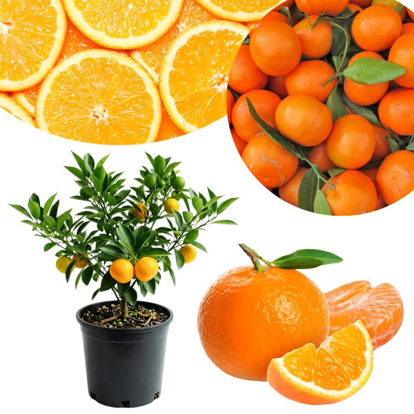 Tangerine Live Tree, Mandarin Citrus Fruit Tree, 2-3 Ft Tall, 1 Gal Pot