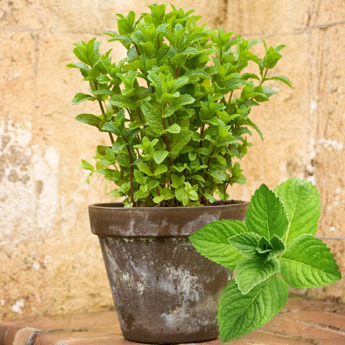 Herbs