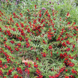 2 Purple Red Cuphea Live Plants, Garden Plant, 4-6 Inch Tall