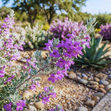 4 Salvia Sage Live Plants, Hardy Flower Plant, 4-6 Inch Tall