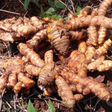 10 Yellow Turmeric Roots, Indoor Outdoor Plant