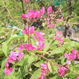 4 Pink Mexican Creeper Live Plants, Well-Rooted Flower Vine, 4-6 Inch Tall