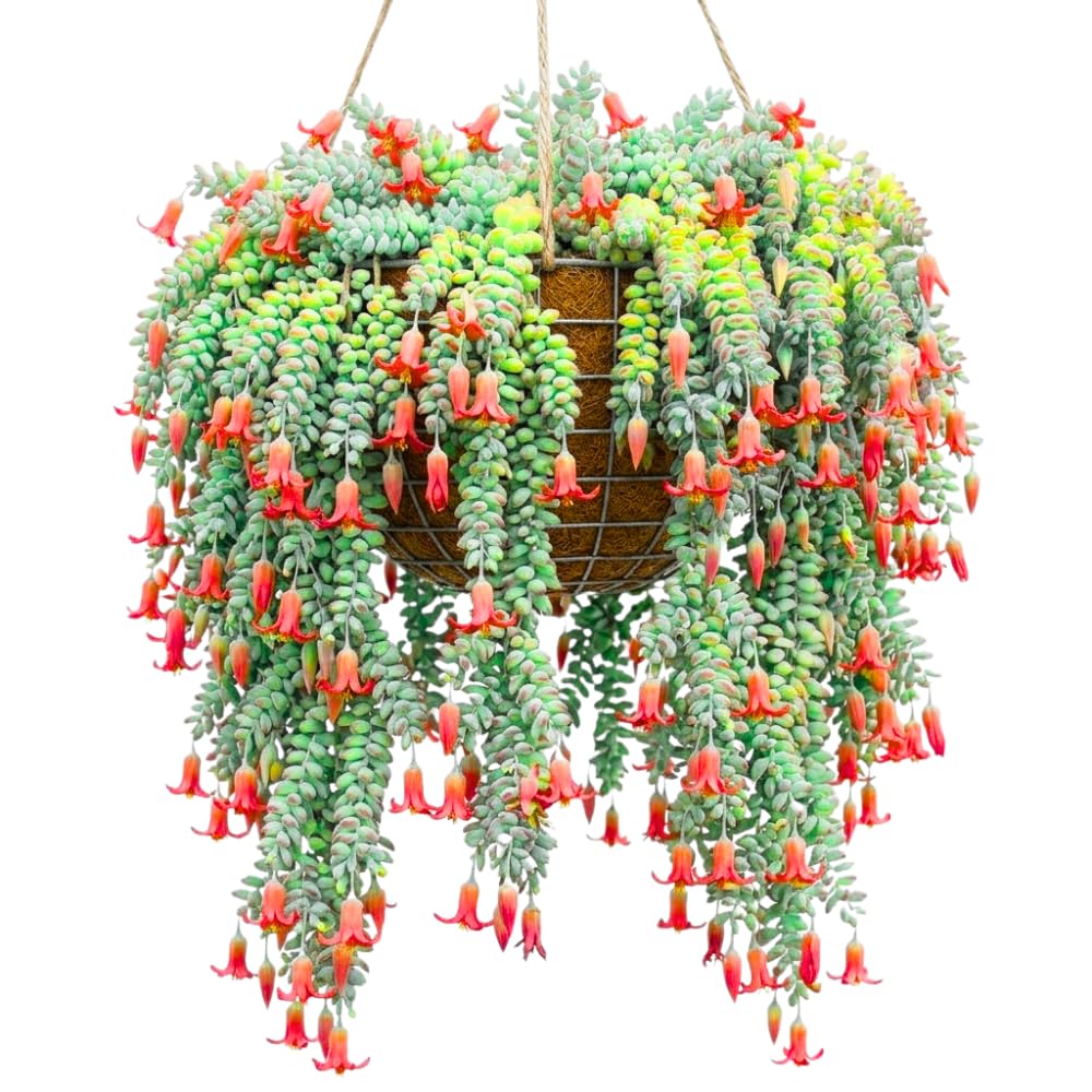 Cotyledon Pendens Succulent Live Plant, Cliff Cotyledon Plant, 2 Inch Pot
