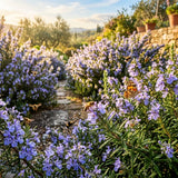 Live Rosemary Plant, 4 Inc Pot, Fragrant Herb Plant, 5-8 Inch Tall