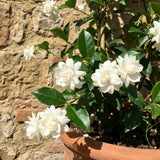 Jasmine Vine Live Plant, Flower Vine, 8-10 Inch Tall, 3.5 Inch Pot