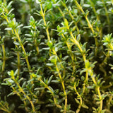 3 Live Thyme Plants, Home Garden Plant, 4-6 Inch Tall