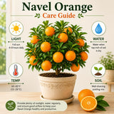 Orange Tree Live, Hardy Garden Plant, 1 Gallon Pot