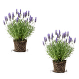 2 Blue Lavender Live Plants, Starter Plant, 4-7 Inch Tall