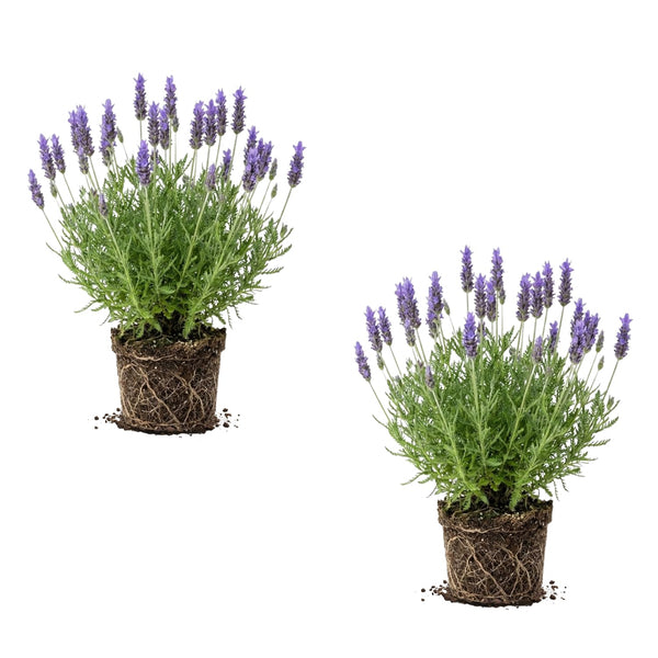 2 Blue Lavender Live Plants, Starter Plant, 4-7 Inch Tall
