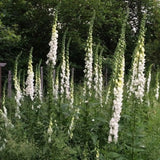 2 White Foxglove Plants Live, 2-6 Inch Tall, 3 Inch Pot
