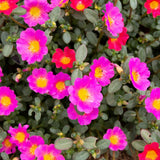 4 Deep Pink Portulaca Plants Live, Moss Rose Flower, Live Starter Plant, 4-7 Inch Tall