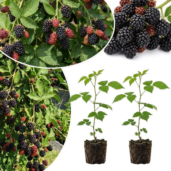 2 Arapaho Black Berry Plants Live, Blackberries Fruit Tree, 4-6 Inch Tall