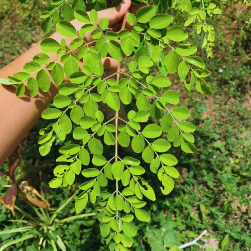 100 + Moringa Seeds, Starter Plant