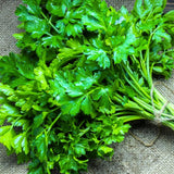 Parsley Live Plant, Well-Rooted Herb Plant, 4-7 Inch Tall