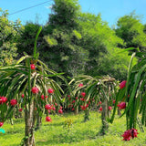 2 Dragon Fruit Plants Live, Fruit Cactus Plant, 3-6 Inch Tall