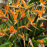 Set 3 Orange Bird of Paradise Live Plant 4-7 Inch Tall