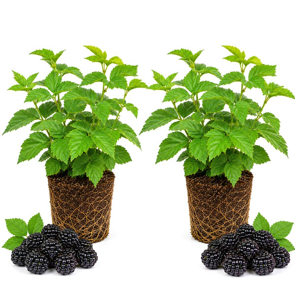 2 Sweet Blackberries Plant Live, Sweet Fruit, 4-7 Inch Tall