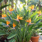 2 Orange Bird Live Plants, Outdoor Garden Plant, 4-6 Inch Tall