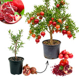 Pomegranate Tree Live Plant, Fruit Tree, 8-10 Inch Tall, 4 Inch Pot