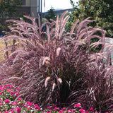 Set of 2 Red Fountain Grass Live Plants, 4–6 Inches Tall, No Pot, Ornamental Grass for Outdoor Planting