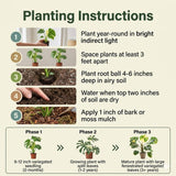 Monstera Plant Live, Outdoor Garden Plant, 5-8 Inch Tall