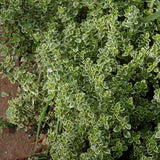 Combo 3 Lemon Thyme Live Plant 4 Inch Pot