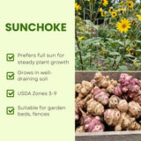 8 oz Sunchoke Tubers, Jerusalem Artichoke, Edible Garden