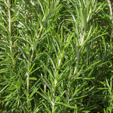 Rosemary Live Plant, Kitchen Herb Garden Plant, 4 Inch Pot