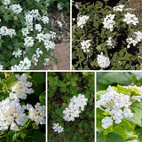 Set 2 White Lantana Live Plant 4-6 Inches Tall